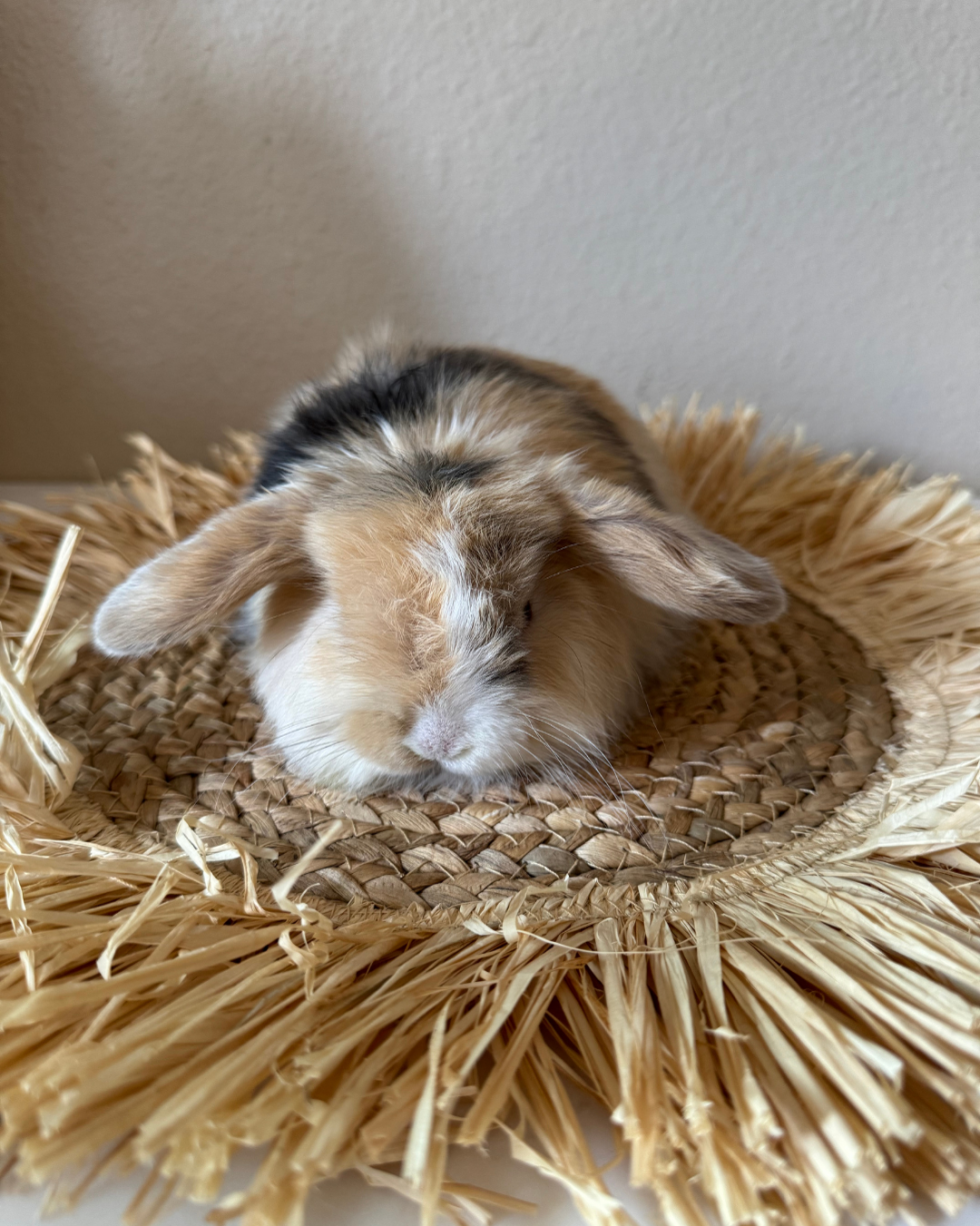 Holland Lop Bunnies for Sale | Denver, CO | Rabbitry